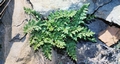 Cheilanthes maderensis #101.jpg