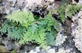 Cheilanthes pulchella #085.jpg