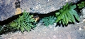 Ferns #104.jpg