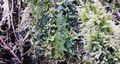 Hymenophyllum tunbrigense #036.jpg