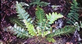 Asplenium aureum #11.jpg