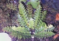 Asplenium aureum #15.jpg