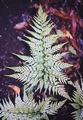 Asplenium onopteris #13.jpg