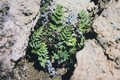 Allosorus guanchicus (Cheilanthes guanchica) 56#.jpg