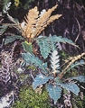 Asplenium aureum 12#.jpg