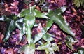Asplenium hemionitis 16#.jpg