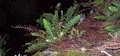 Asplenium aureum #056.jpg
