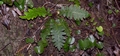 Asplenium aureum #067.jpg