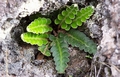Asplenium octoploideum #033.jpg