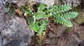 Asplenium octoploideum #037.jpg