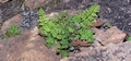 Cheilanthes guanchica #051.jpg
