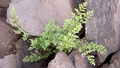 Cheilanthes maderensis #101.jpg