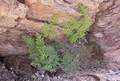 Cheilanthes pulchella #083.jpg
