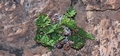 Cheilanthes tinaei #052.jpg