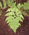 Dryopteris guanchica #003.jpg