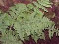 Dryopteris guanchica #004.jpg