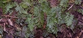 Hymenophyllum tunbrigense #007.jpg