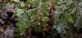 Hymenophyllum tunbrigense #008.jpg