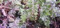 Hymenophyllum tunbrigense #009.jpg