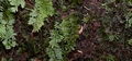 Hymenophyllum tunbrigense #010.jpg