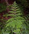 Pteris incompleta #108.jpg