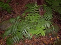Pteris incompleta #109.jpg