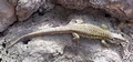 Tenerife lizard (Gallotia galloti) #096.jpg
