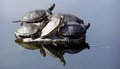 Turtles (Trachemys scripta elegans) #092.jpg