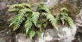 Asplenium filare #01.jpg