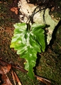 Asplenium x tagananaense #10.jpg