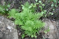 Polypodium macaronesicum #05.jpg