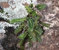 Asplenium ceterach #69.jpg