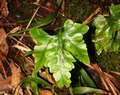 Asplenium hemionitis x Asplenium onopteris #42.jpg