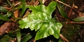 Asplenium hemionitis x Asplenium onopteris #44.jpg