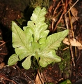 Asplenium hemionitis x Asplenium onopteris #45.jpg
