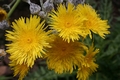 Dandelion #33.jpg