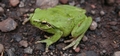 Mediterranean Tree Frog (Hyla meridionalis) #36.jpg