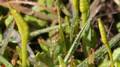 Ophioglossum-lusitanicum-02.jpg