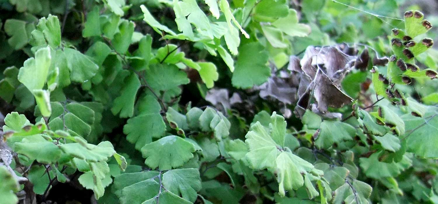 n_adiantum_capillus_veneris__046.jpg