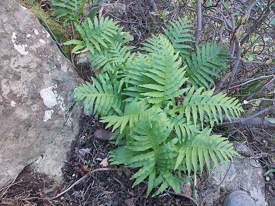 n_polypodium_macaronesicum__066.jpg