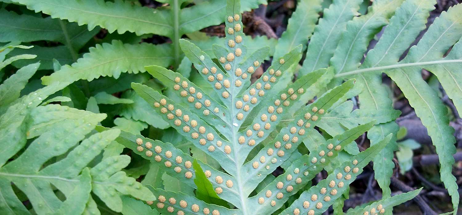 n_polypodium_macaronesicum__067.jpg