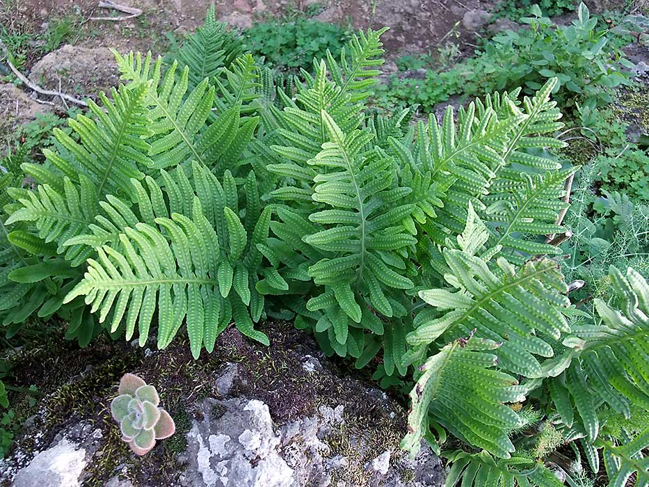 n_polypodium_macaronesicum__117.jpg