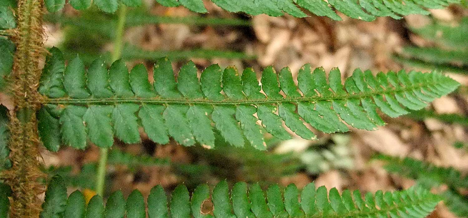 n_polystichum_setiferum__192.jpg