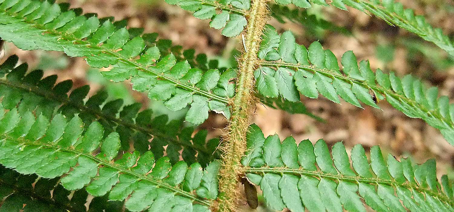 n_polystichum_setiferum__193.jpg