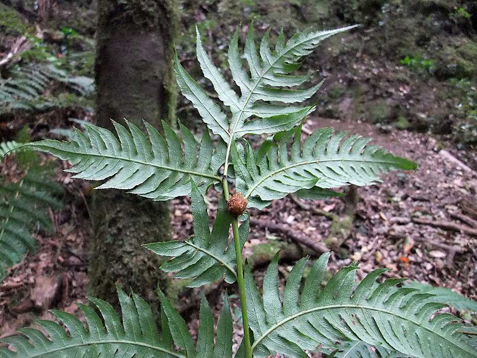n_woodwardia_radicans__186.jpg