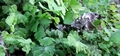 Adiantum capillus-veneris #046.jpg