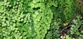 Adiantum capillus-veneris #060.jpg