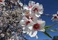 almond-flowers-03.jpg