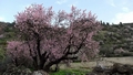 Almond tree (Prunus dulcis) #106.jpg