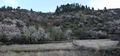 Almond tree (Prunus dulcis) #108.jpg